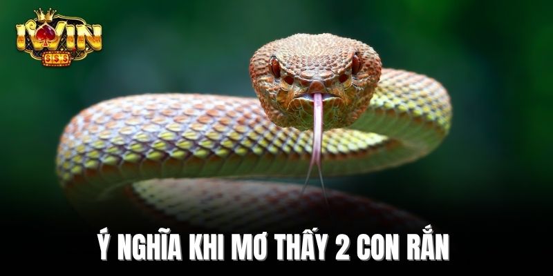 Ý nghĩa khi mơ thấy 2 con rắn 